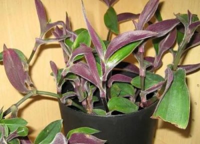 吊竹梅什么时候分盆 吊竹梅怎么分盆容易成活