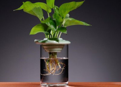 什么是无土栽培技术 无土栽培蔬菜的形式特点及优点