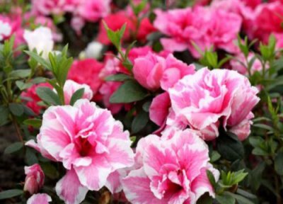 比利时杜鹃花期 比利时杜鹃花期是什么时候