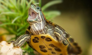 梦见捉到乌龟预示什么 梦见捉到乌龟有什么意思