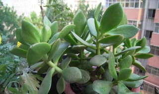 玻璃翠什么季节修剪 玻璃翠什么时候修剪