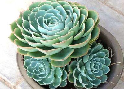 玉蝶徒长了怎么办 玉蝶徒长是什么样子