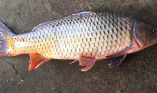 怎么挑新鲜的鲤鱼 挑选新鲜的鲤鱼的方法介绍