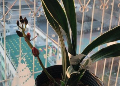 兰花叶子长斑怎么办 兰花叶斑该如何进行救治