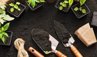 吊瓜怎么养才能更旺盛 吊瓜如何养更旺