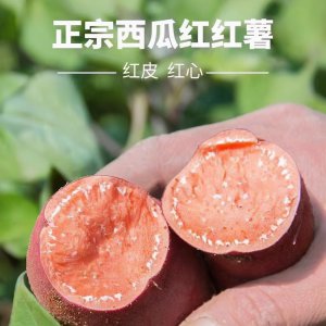 西瓜红红薯品种介绍及资料 红薯新品种西瓜红蜜薯产量