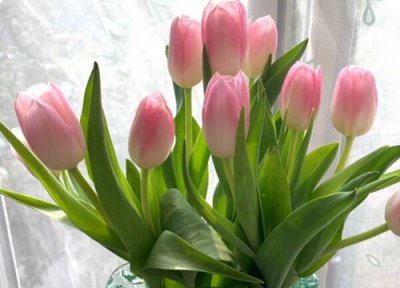 郁金香水培放多少水 郁金香种子水培要放水到什么位置