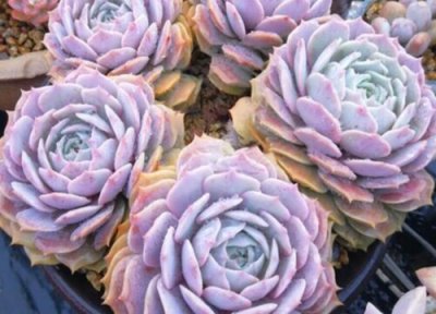 露娜莲的养殖方法 露娜莲的养殖方法和注意事项