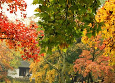 枫树的寓意和象征意义是什么 门前种枫树影响风水吗