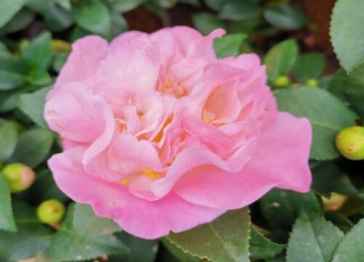 茶花长花苞不开花什么原因 夏季茶花花苞无法展开是什么原因