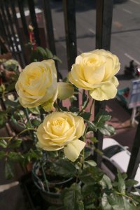 奶油龙沙月季特点介绍 微型月季奶油龙沙优缺点有哪些