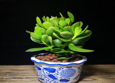 怎样培养玉树老桩 如何才能把玉树养成老桩盆景