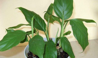 万年青可以放卧室吗 万年青能不能放卧室养护呢