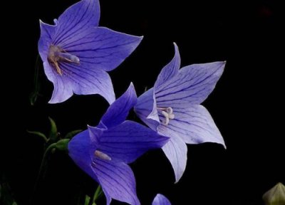 桔梗花耐寒吗 桔梗花最低耐寒温度及过冬方法