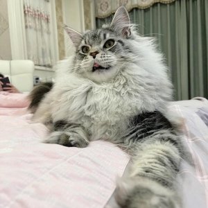 缅甸猫多少钱一只 很少人在家里养缅甸猫的原因