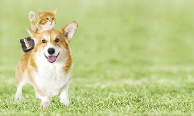 狗的智商是人几岁智商 狗狗非常聪明的表现有哪些