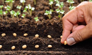 重楼什么季节种植 重楼用途是什么