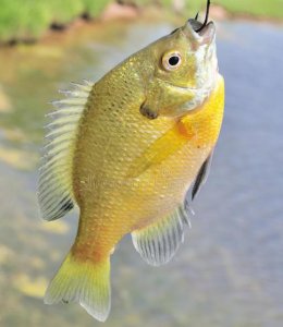 太阳鱼为什么不能吃 太阳鱼究竟可不可以被人类食用