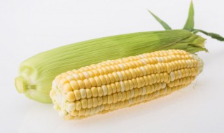 新鲜玉米储存方法 保存新鲜玉米的方法