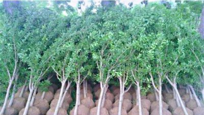 怎样栽种才能提高苗木成活率 保证苗木成活率主要措施