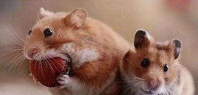 仓鼠知道我在养它吗 仓鼠养久了会认主人吗