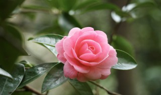 东北冬天室内养什么花好 东北的冬天可以在室内养什么花