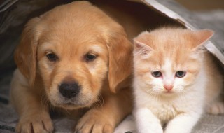 狗狗可以吃生白菜吗 宠物狗能吃生白菜吗