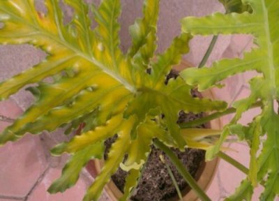 春羽花期时间 春羽花期是什么时候