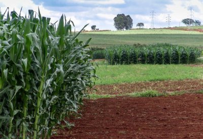 玉米追肥用什么肥料比较好 种植玉米高产又稳产施肥技巧