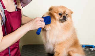 有名的宠物名字 独特稀少宠物名字