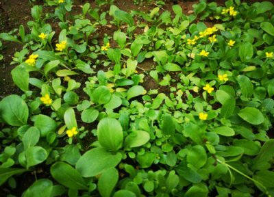 蔬菜每天浇水吗 蔬菜需要每天浇水吗