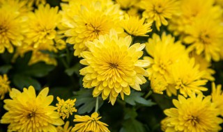 纪念先烈适合送什么花束 去烈士陵园献花用什么花比较合适