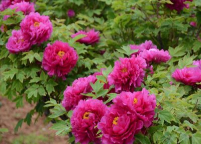 牡丹什么品种好养又好看 新手最值得入的品种