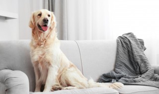 狗狗可以吃猪肝吗 狗能吃猪肝儿吗