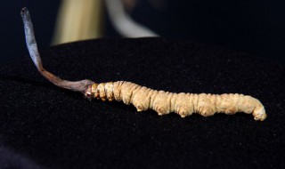 男人吃冬虫夏草有什么好处 男人吃冬虫夏草对身体有什么好处