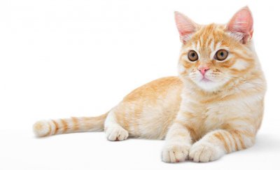 猫咪在床上拉屎的原因 猫咪在床上拉屎的应对办法