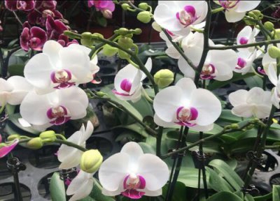 兰花喜欢肥料吗 兰花施肥的常见误区