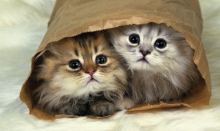 猫咪发情怎么办 猫发情了怎么办