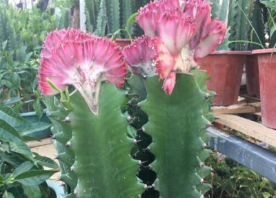 巴西龙骨开花吗 开花什么样子