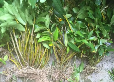 新鲜石斛的功效与作用 新鲜石斛的功效与作用及食用方法