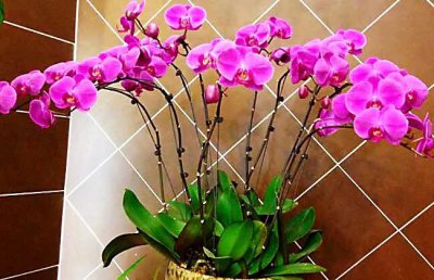 最漂亮的10种蝴蝶兰品种图片 什么品种颜色蝴蝶兰好看