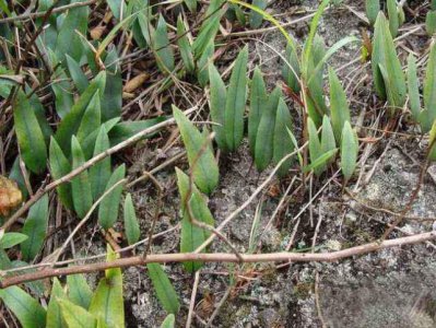 长在石头上的植物图片 生长在石头上的石苇人称排石草