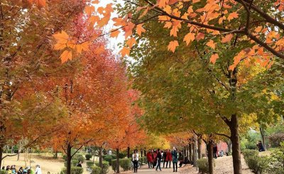 中南林业大学最牛专业 专升本热门院校之中南林业大学