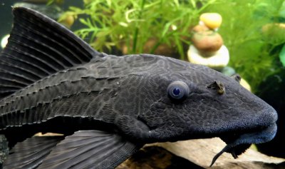 清道夫真的可以清洁鱼缸吗 用清道夫清洁鱼缸靠谱吗