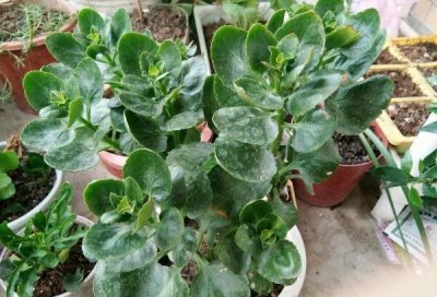 长寿花什么时候打顶最合适 几月份时间给长寿花打顶最佳