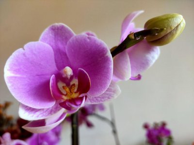 蝴蝶兰摆放禁忌 家里养的蝴蝶兰盆栽摆放位置有讲究