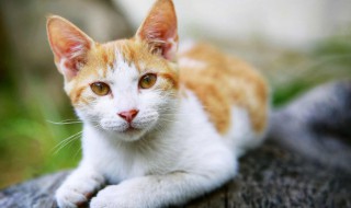 猫和仓鼠能一起养吗 猫和仓鼠可以一起养吗