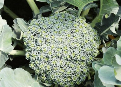 绿菜花变黄了还能吃吗 菜花放一天变黄可以吃吗