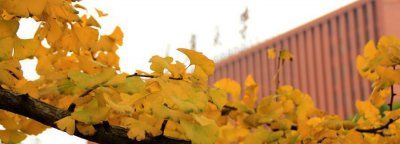 全国有几所985大学 中国39所985大学都在哪些城市