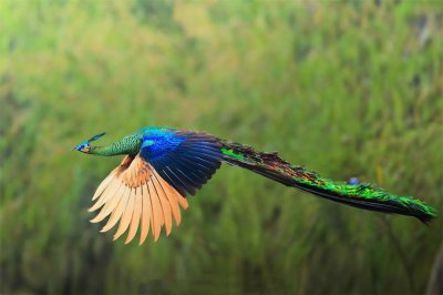 百鸟之王是什么动物 我国百鸟之王绿孔雀有多珍贵